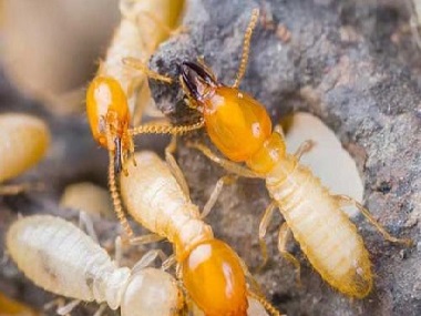 南海防治白蚁用什么方法消灭白蚁危害