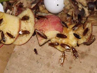 大沥杀虫灭鼠提醒您，被蟑螂碰过的东西绝对不能吃