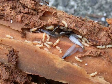 里水白蚁预防公司用什么方法防治杉木白蚁危害