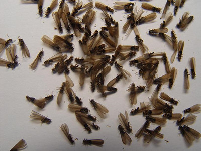 小塘白蚁防治公司发现飞蚁如何对付?应该怎么预防白蚁