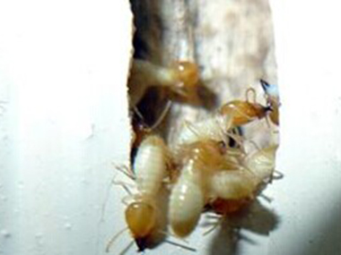 丹灶白蚁防治中心两种常用灭白蚁的方法
