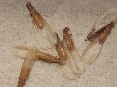 里水白蚁预防所白蚁分飞季，如何有效防治白蚁