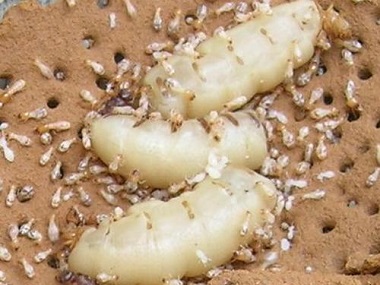 狮山预防白蚁公司白蚁的蚁后是怎么产生的
