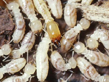 南海白蚁防治公司了解3个白蚁的危害特性