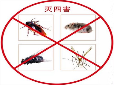 平洲虫害防治公司提醒您要定期消杀四害、除虫灭鼠