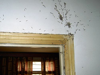 黄岐预防白蚁中心发现有白蚁的房子还能住吗