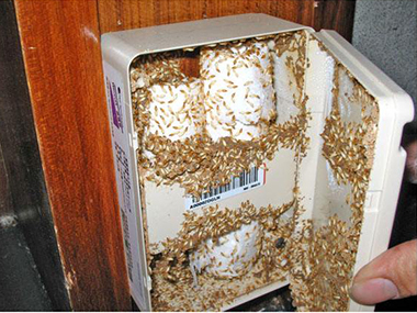 狮山白蚁防治所房屋建筑有白蚁危害是什么原因