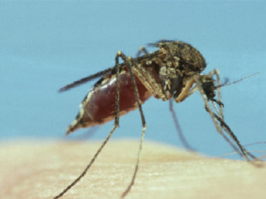 丹灶除四害公司常用的灭蚊子的办法有哪些