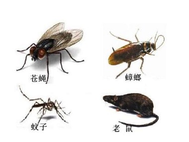 桂城害虫防控——四害是哪四害？怎么除四害