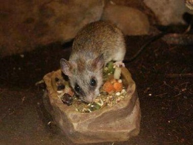 黄岐灭鼠除四害中心餐饮行消灭老鼠的措施