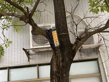 里水白蚁防治中心如何灭除杉木白蚁虫害