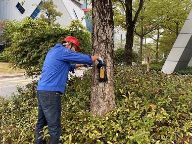松岗专业治白蚁中心自查树木白蚁受害迹象的方法